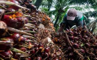 Para petani kelapa sawit di Provinsi Riau kembali naik menjadi Rp2.551 per Kg (foto/ilustrasi)